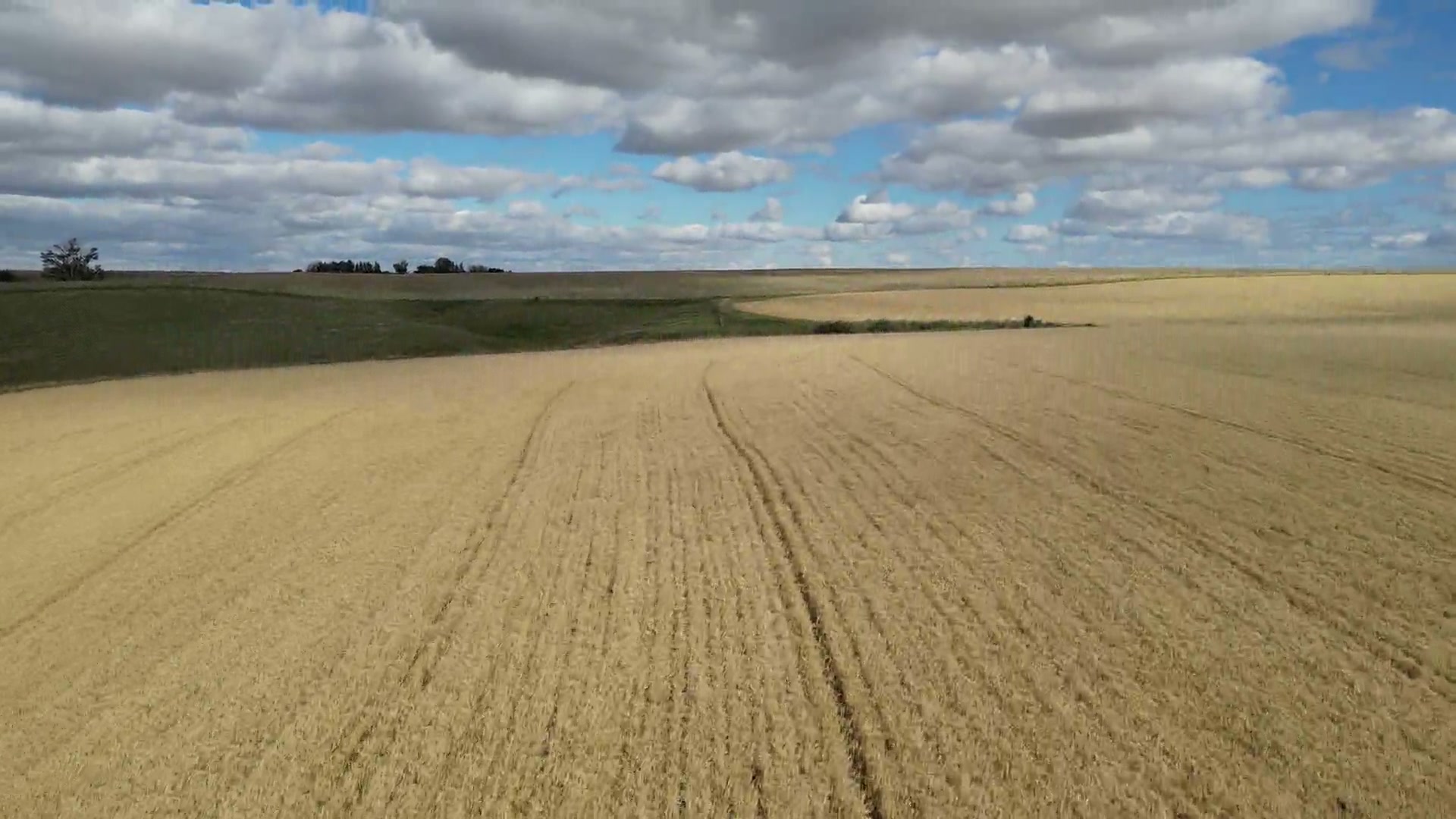 A low push forward over standing ripe grain on a prairie farm, the parallel wheel tracks of the machinery running away through the crop, until an unploughed green draw curves into the frame