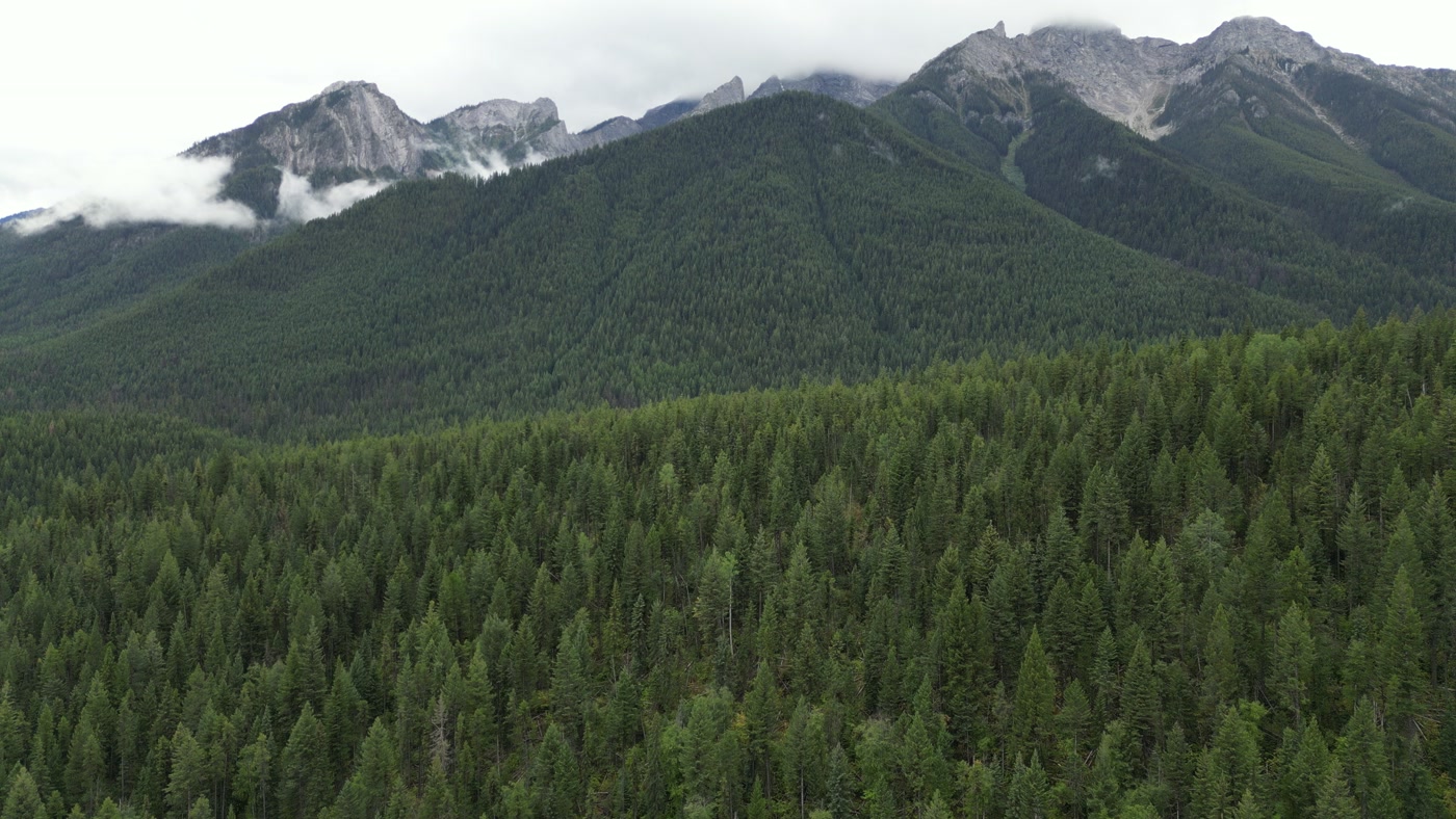 Dense conifer canopy on the valley wall at Radium Hot Springs, a higher forested ridge behind it and grey limestone summits with cloud sitting below them