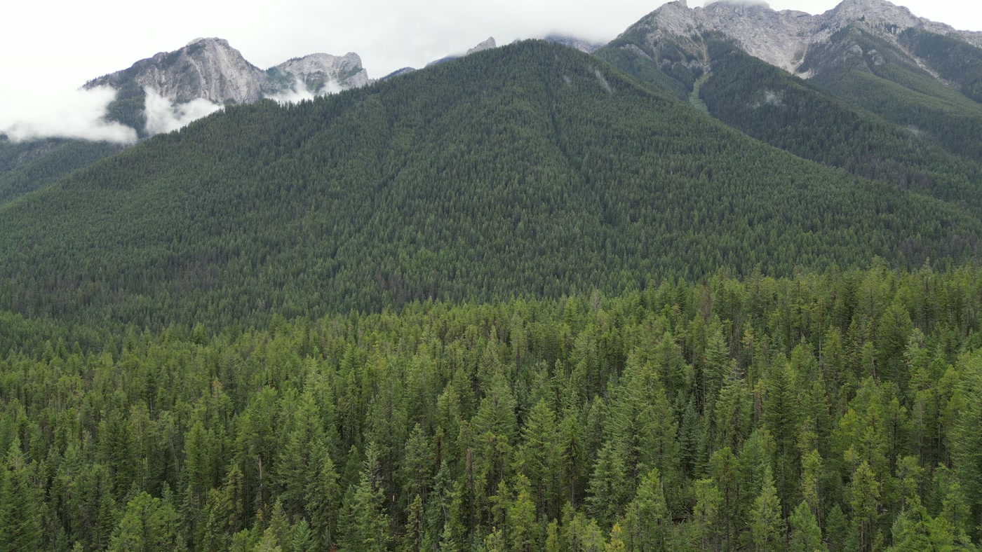 Grey limestone summits above a forested slope at Radium Hot Springs, cloud lying below the peaks, a dark gully down the face