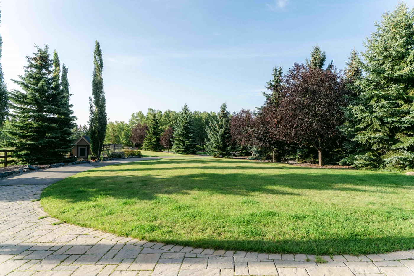 A circular lawn ringed by a paved drive, spruce and a red maple
