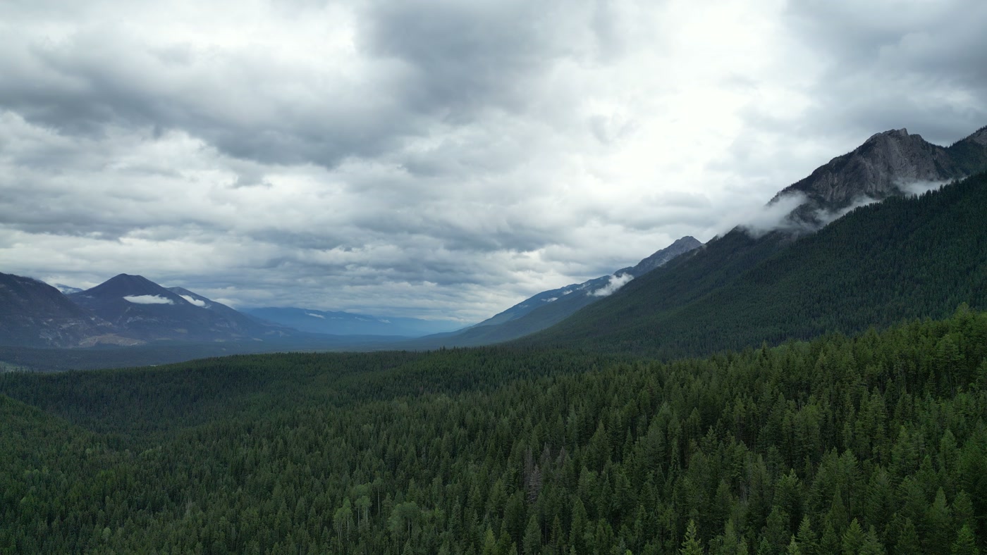 Dense conifer canopy on the valley wall at Radium Hot Springs, the forest running unbroken to a low ridge behind it under heavy overcast