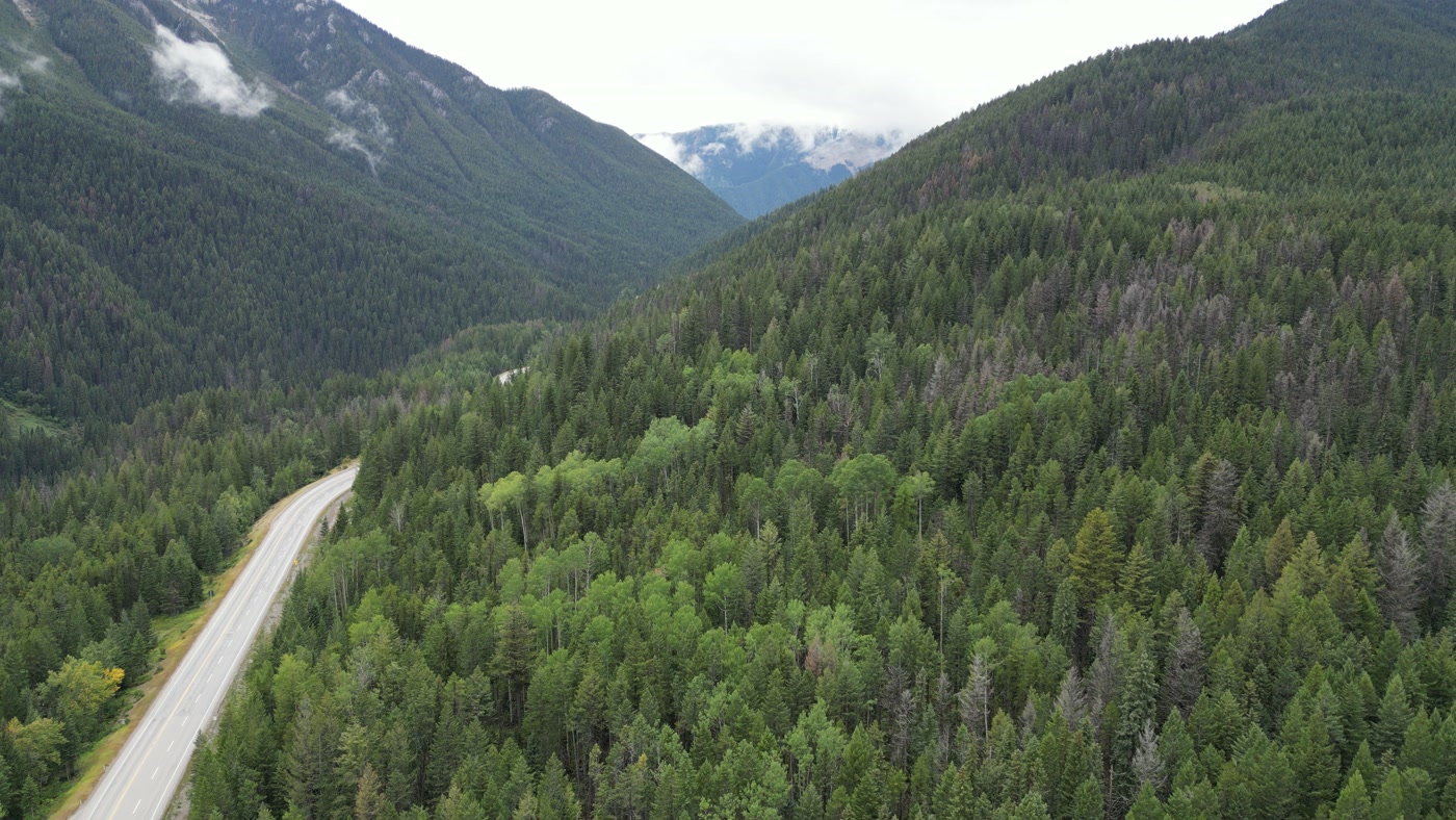 The highway seen lower and closer near Radium Hot Springs, conifer forest crowding both shoulders, the forested wall rising behind it