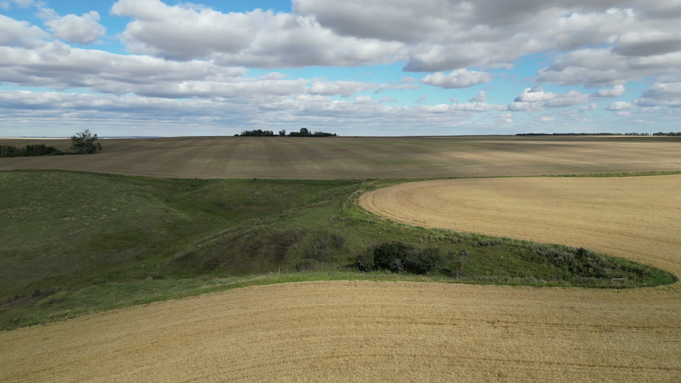 The edge of a ripe grain field on a prairie farm where the crop stops at the break of a slope and an unploughed green draw curves away through the gold
