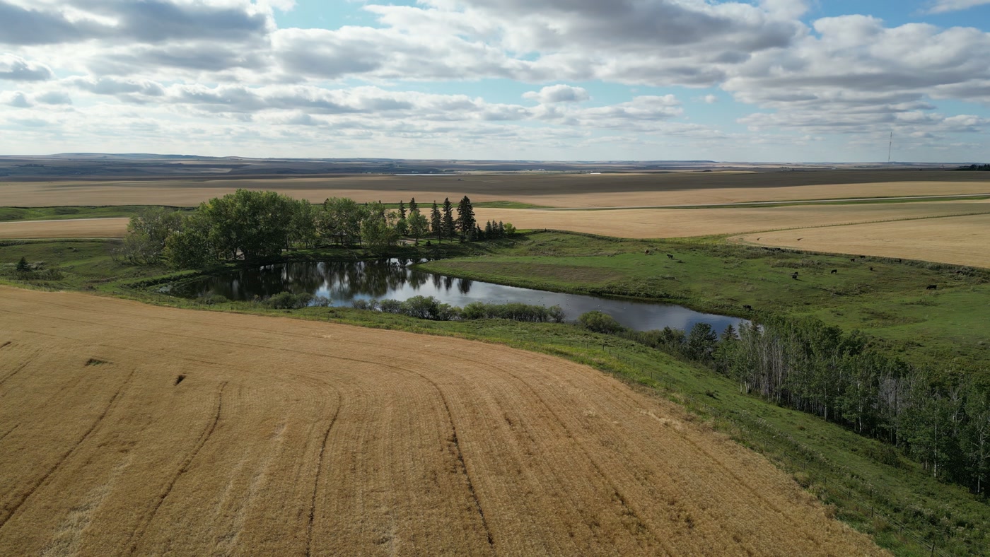 A farm dugout held by a planted shelterbelt of poplar and spruce, mown ground and a track among the trees, stubble and pasture running out to the prairie horizon