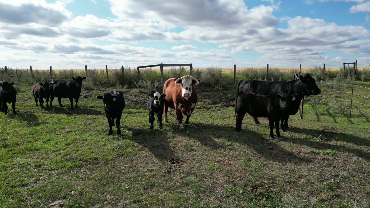Cattle standing at a wire fence and a steel gate on a prairie farm, a ripe crop running to the fence line and out to the horizon behind them