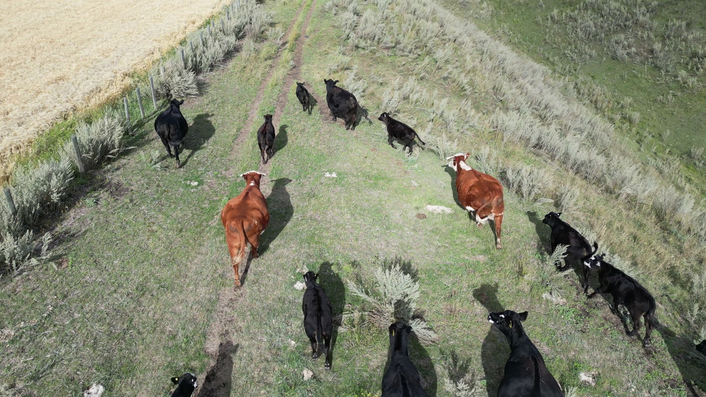 Black and red cattle running the bottom of a sage-filled draw on a prairie farm, seen from directly overhead, their shadows long on the grass beside them