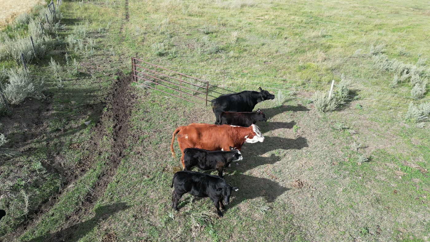 Cow-calf pairs close on a prairie pasture: black cattle, a red cow and one white-faced among them, calves at side in grass and silver-grey sage