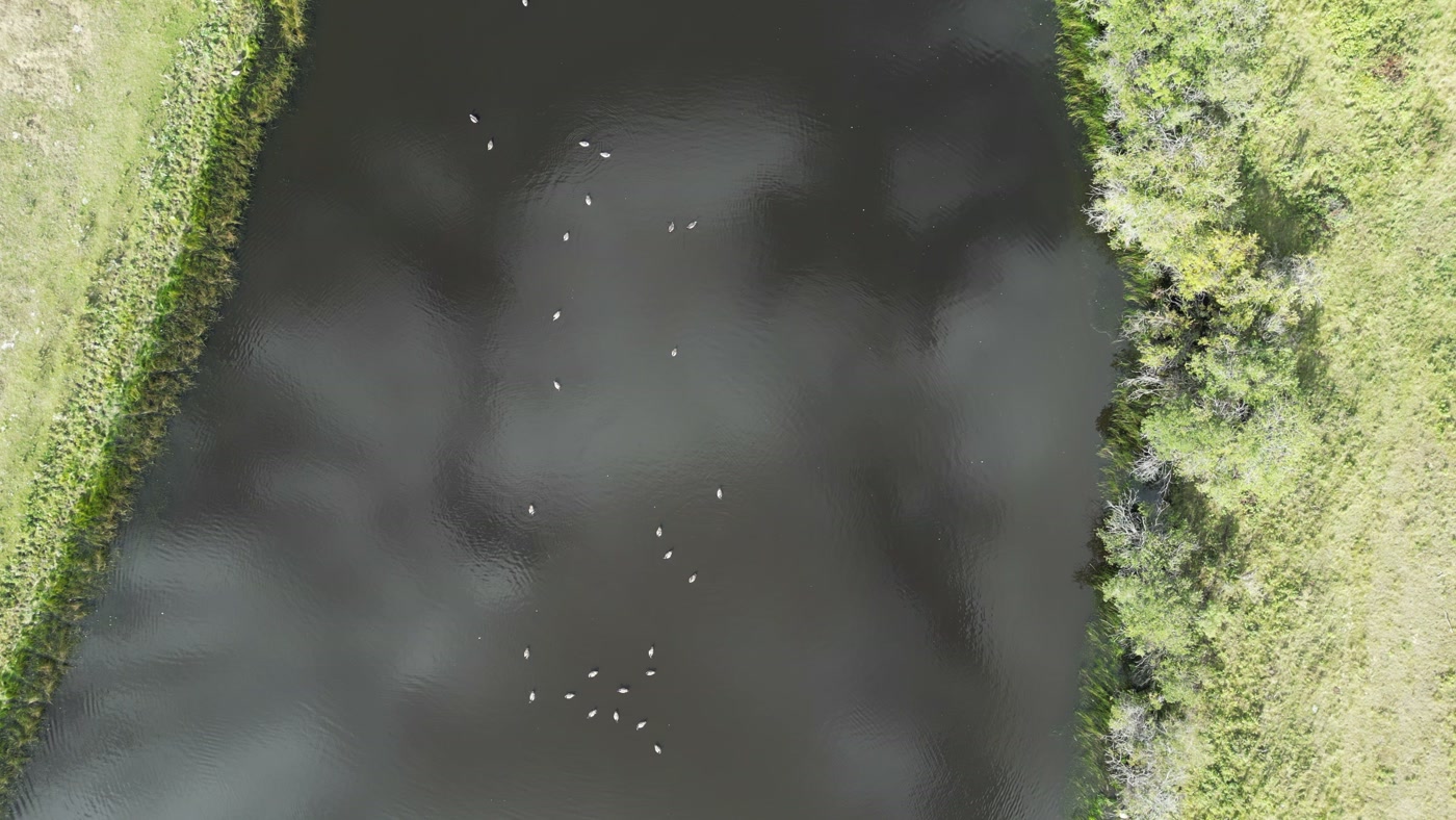 Straight down into a farm dugout, cloud reflected across the dark water, white birds scattered over it, grass and willow along both banks