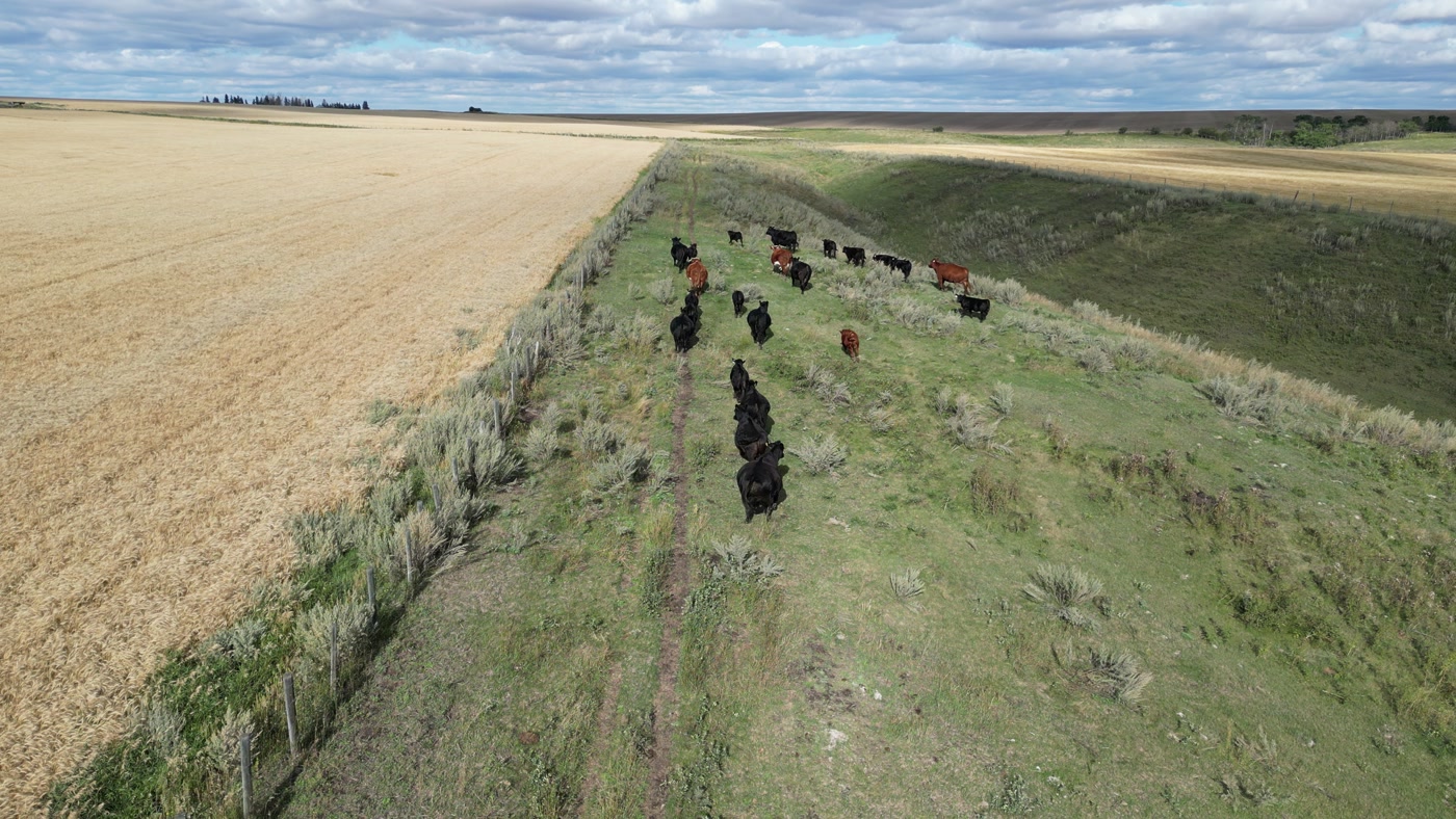 Directly above a grassed draw running between two crop fields on a prairie farm, a herd of cattle strung out along the trail worn down the middle of it