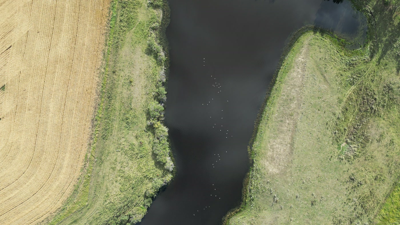 Straight down on a prairie farm slough: gold stubble cut in curves that follow the shoreline, a green margin of grass and willow, white birds on the black water