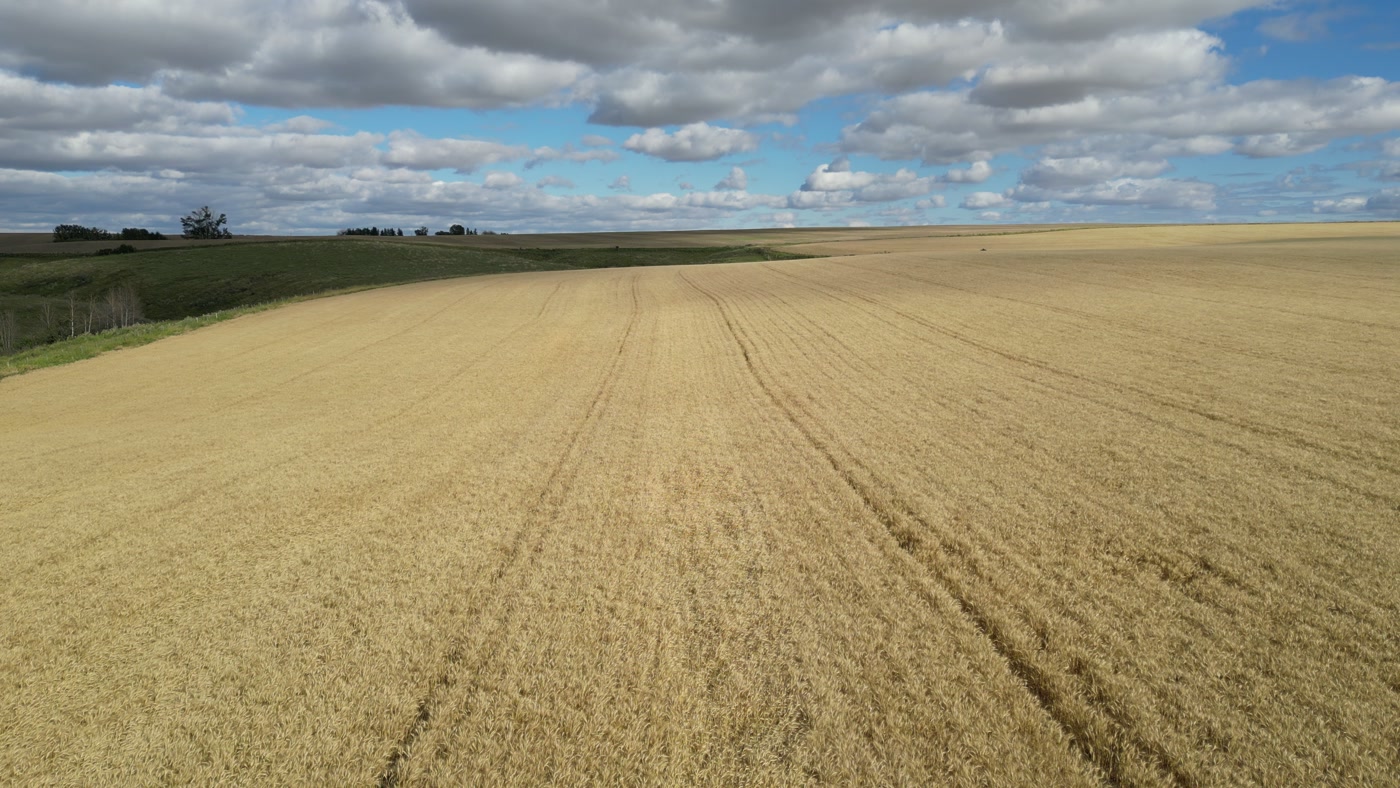 Standing ripe grain filling the frame on a prairie farm, the parallel wheel tracks of the machinery running away through it toward a line of trees on the horizon