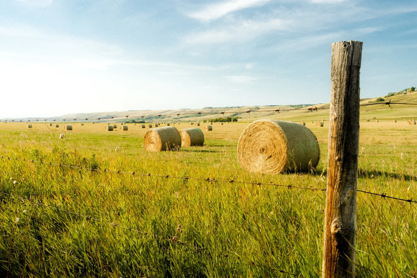Round hay bales in a cut field beside a weathered fence post