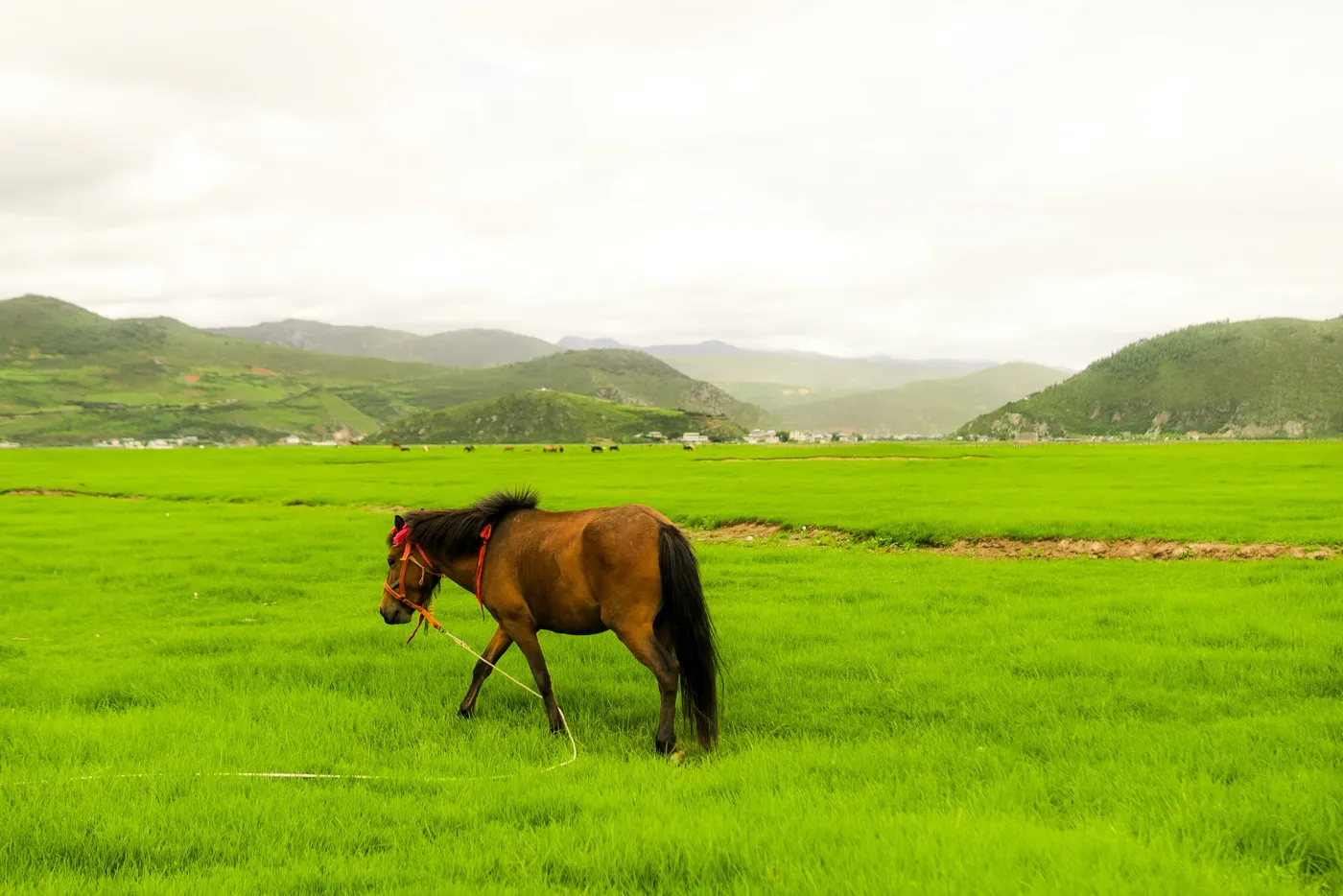 A chestnut horse walking through a vivid green pasture below rolling hills