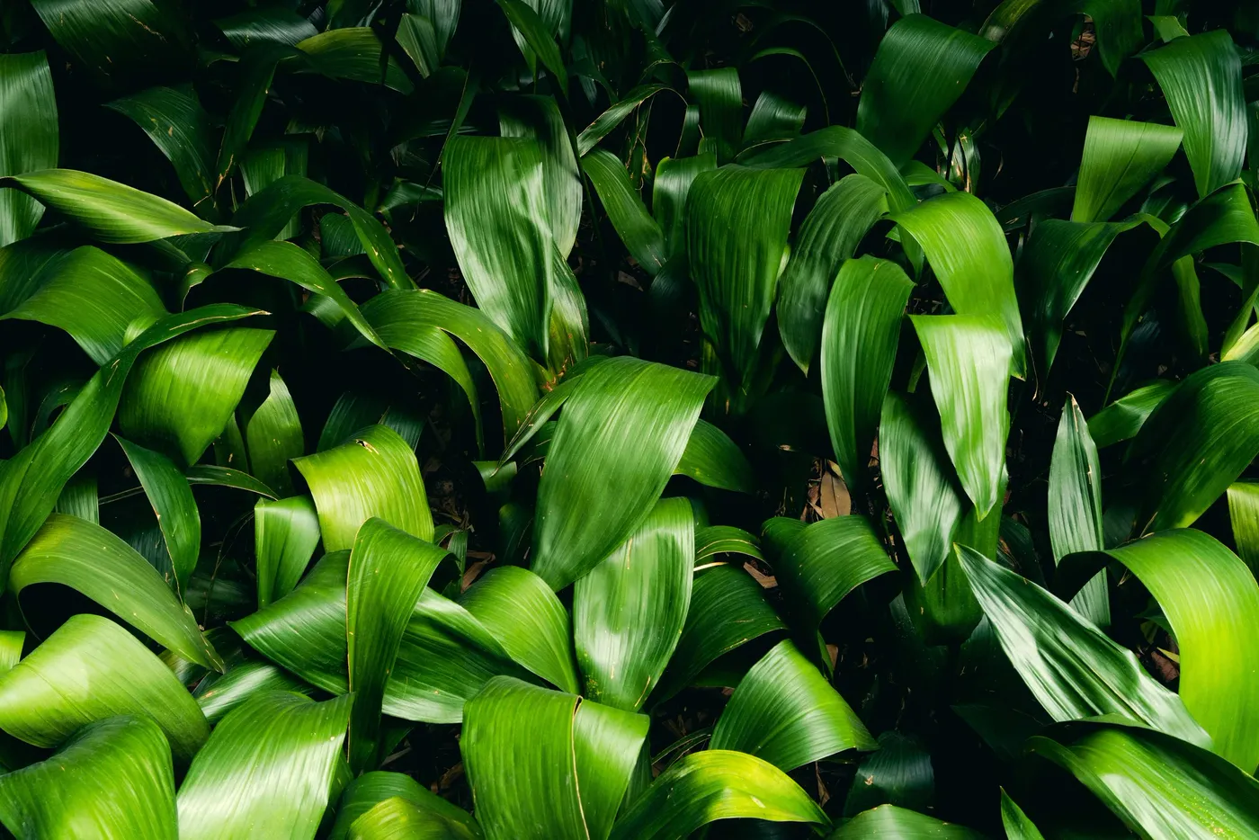 A tight frame of overlapping deep green leaves
