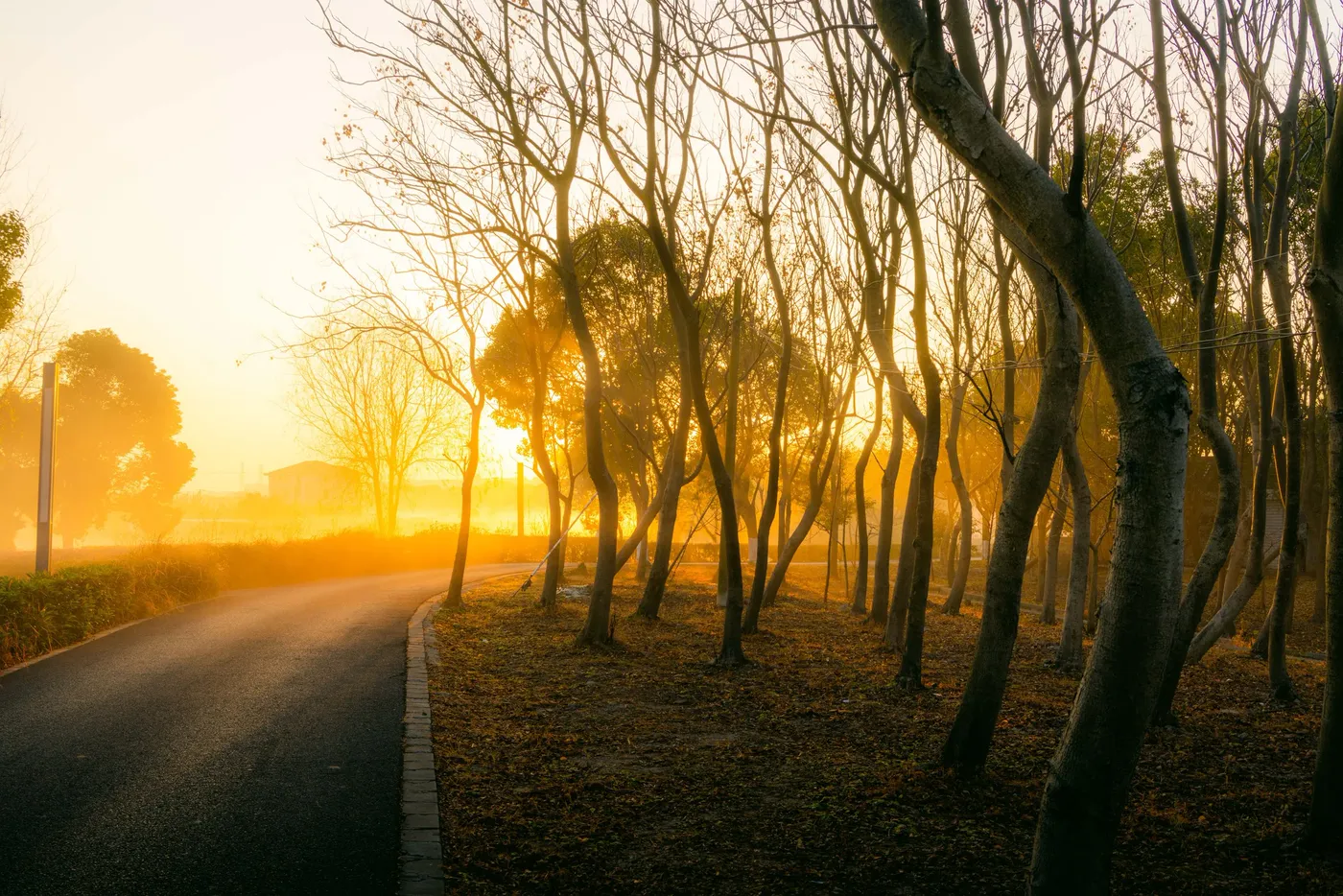 A road curving through bare trees as the sun rises low behind them