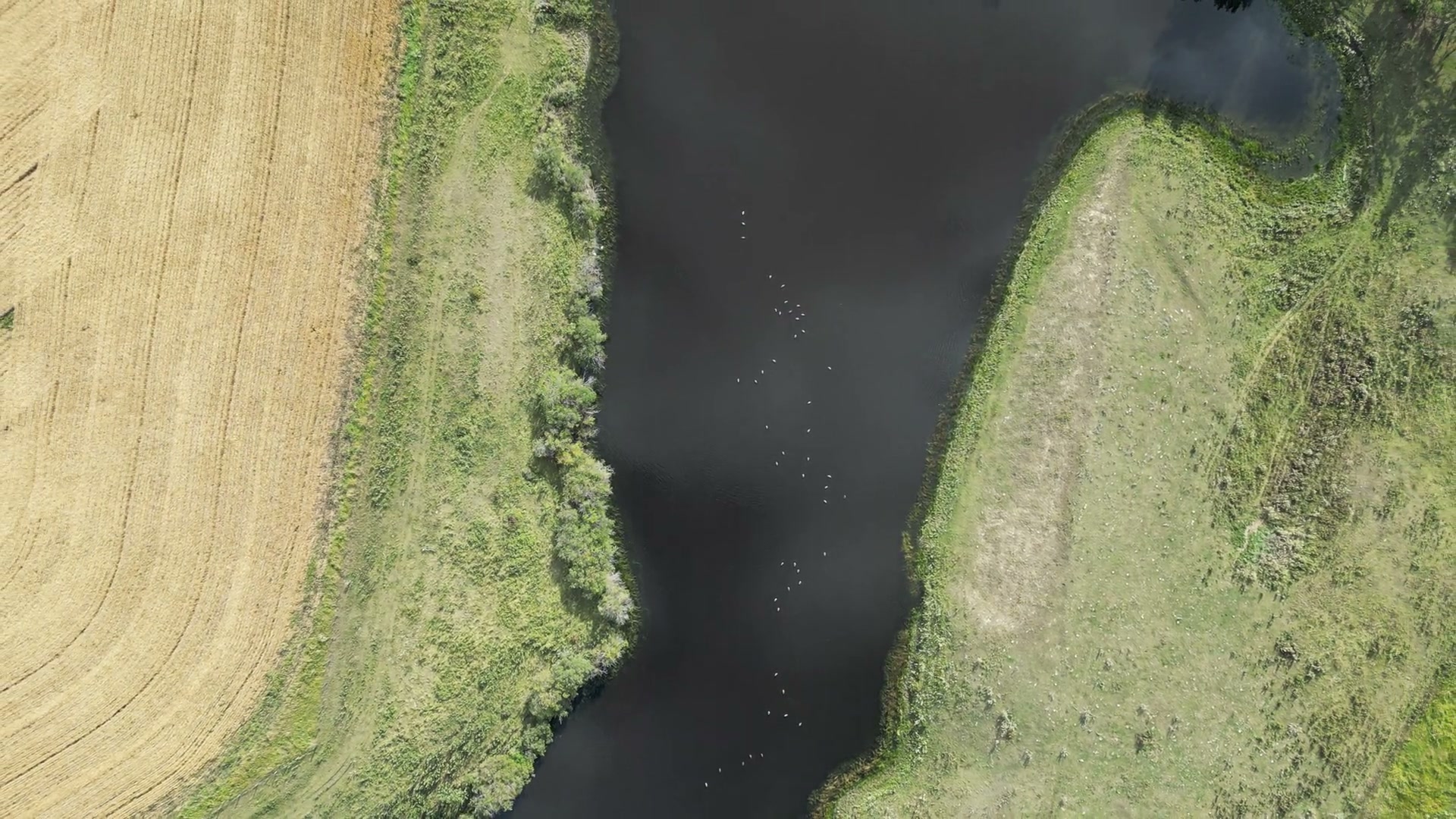 Straight down over a farm slough at half speed: gold stubble cut in curves around black water, a green margin of grass and willow, white birds scattered across the surface