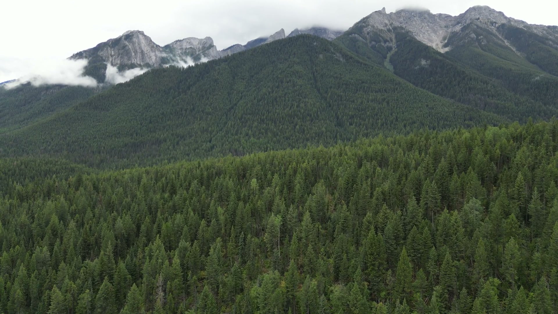 Drifting over dense conifer canopy on the valley wall at Radium Hot Springs, at half speed, toward grey limestone summits with cloud sitting below them