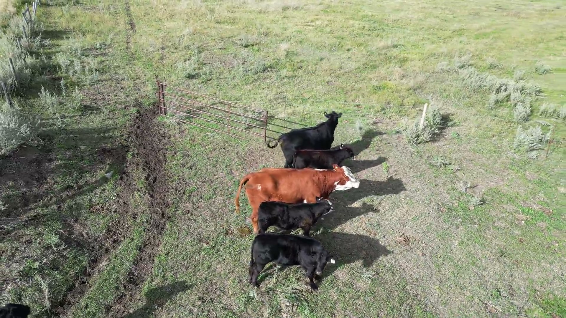 Cow-calf pairs gathered at a wire fence and a steel gate on a prairie farm, a ripe crop running right up to the fence line behind them, the herd then moving off up the pasture