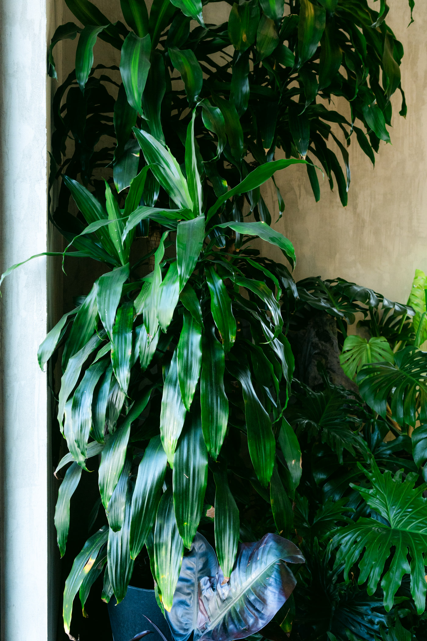 Dracaena leaves close against plaster, the wall's texture behind them
