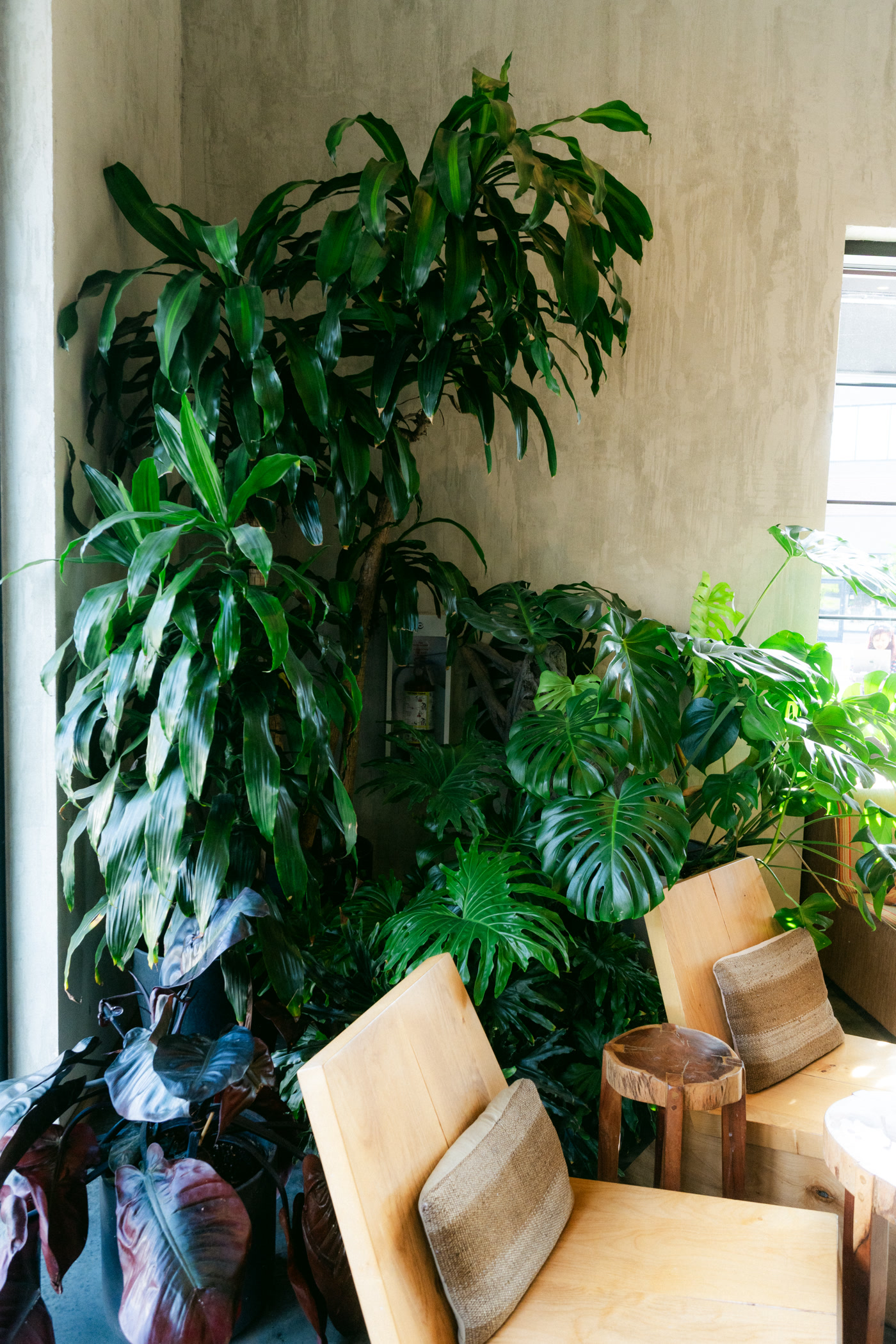 A dracaena and a fiddle-leaf fig against the cafe's bare plaster wall