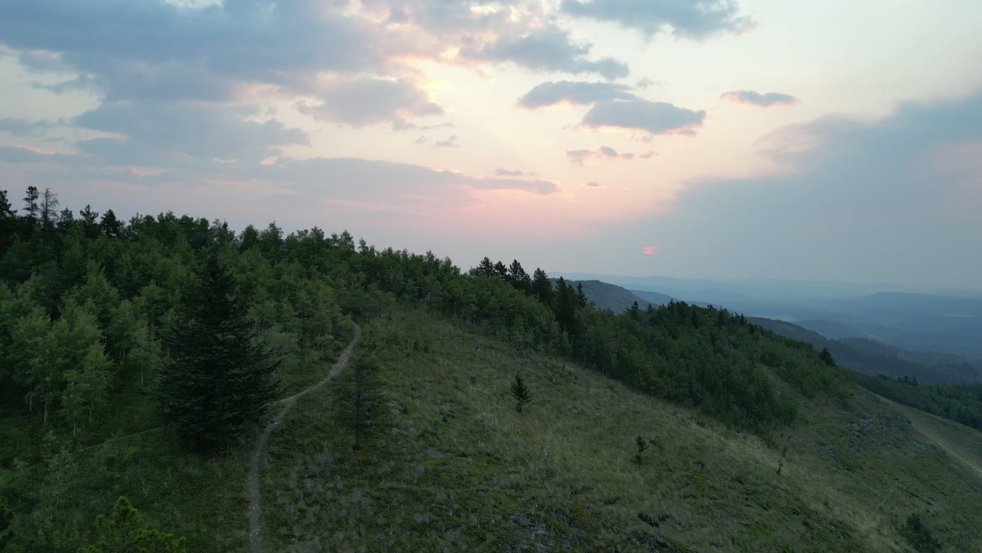 A footpath worn into the grass, curving up a ridge to a stand of aspen and spruce in the Alberta foothills, the sky glowing pink behind the cloud