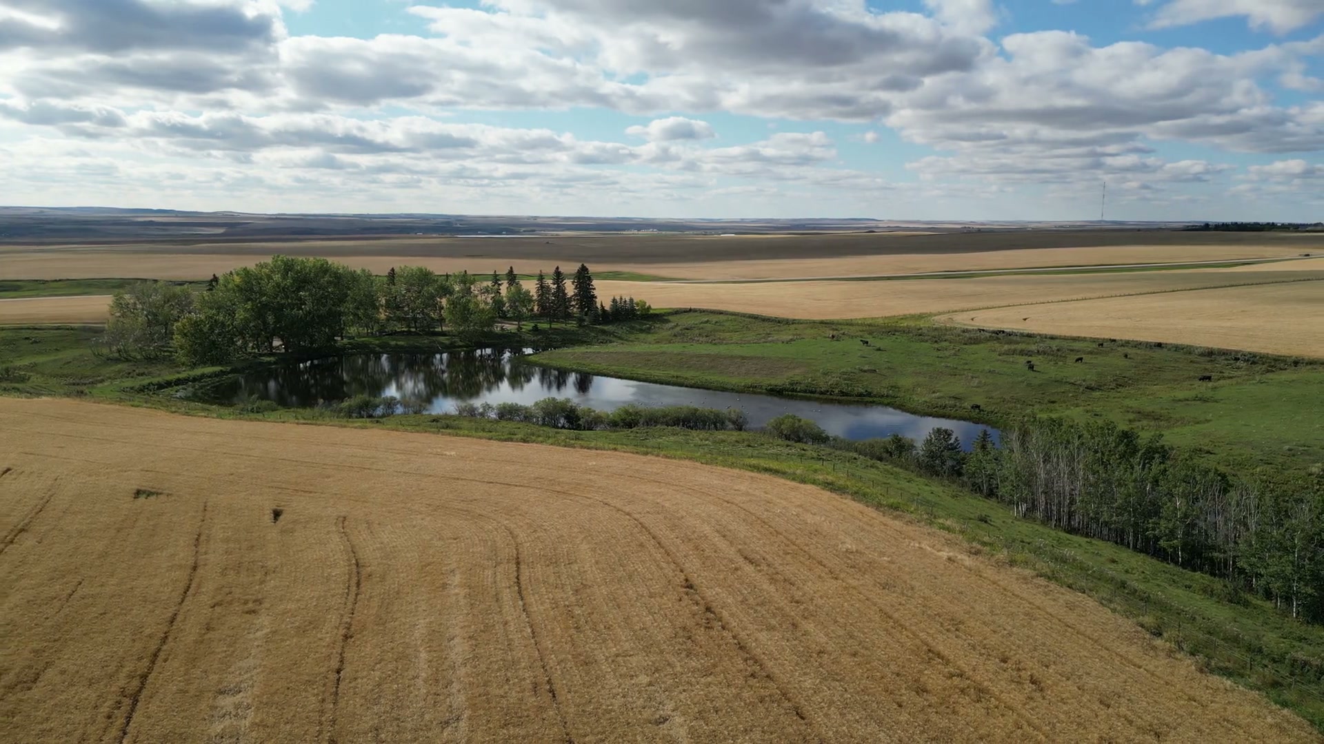A right-to-left pan across a whole prairie farm at half speed: a dugout under its planted shelterbelt, cattle on the grass beside it, stubble and worked ground running out to a rolling horizon