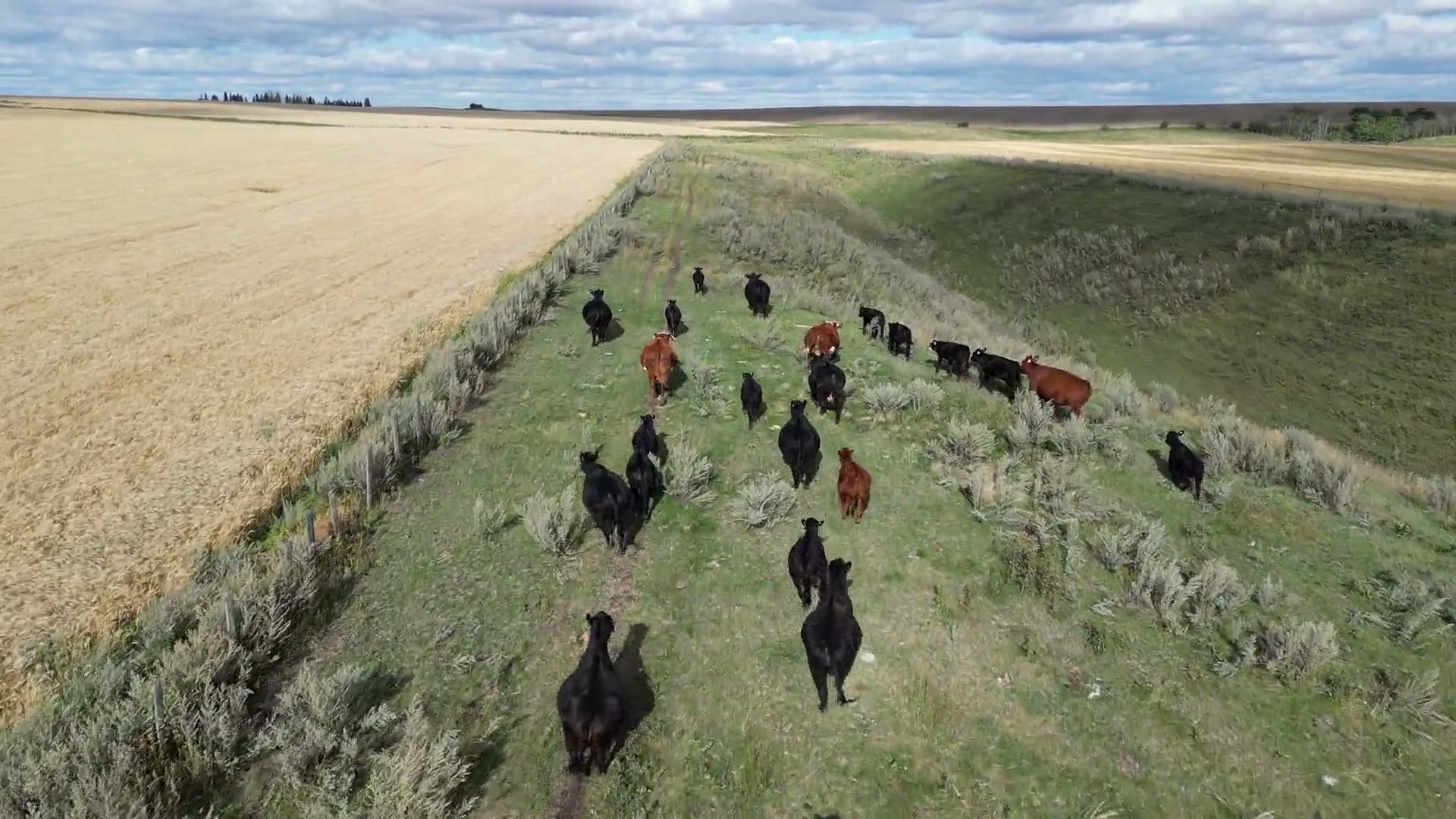 Directly above a herd of black and red cattle running the worn trail in the bottom of a grassed draw, standing crop and stubble on the slopes on either side, at half speed