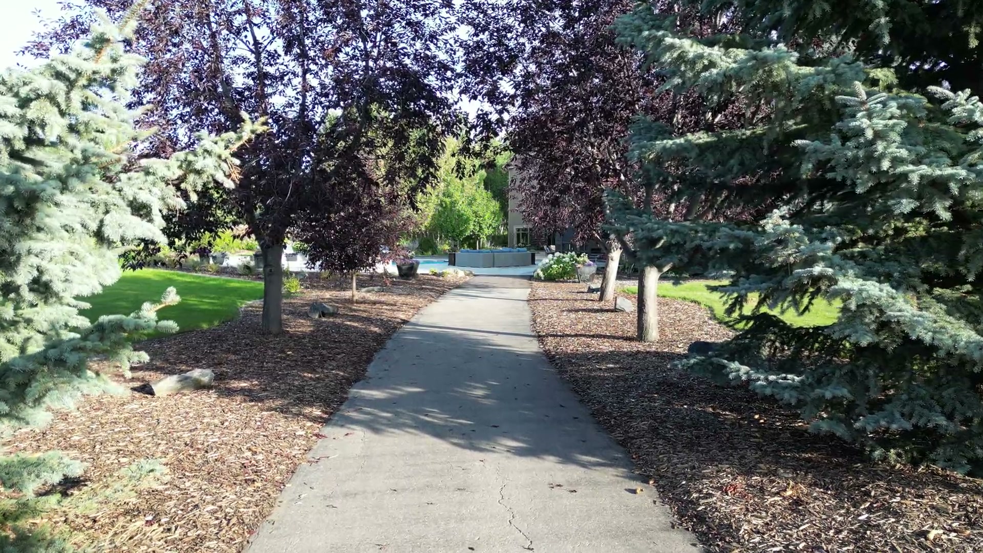 A garden path under purple-leaf plum trees leading toward the pool in low summer light