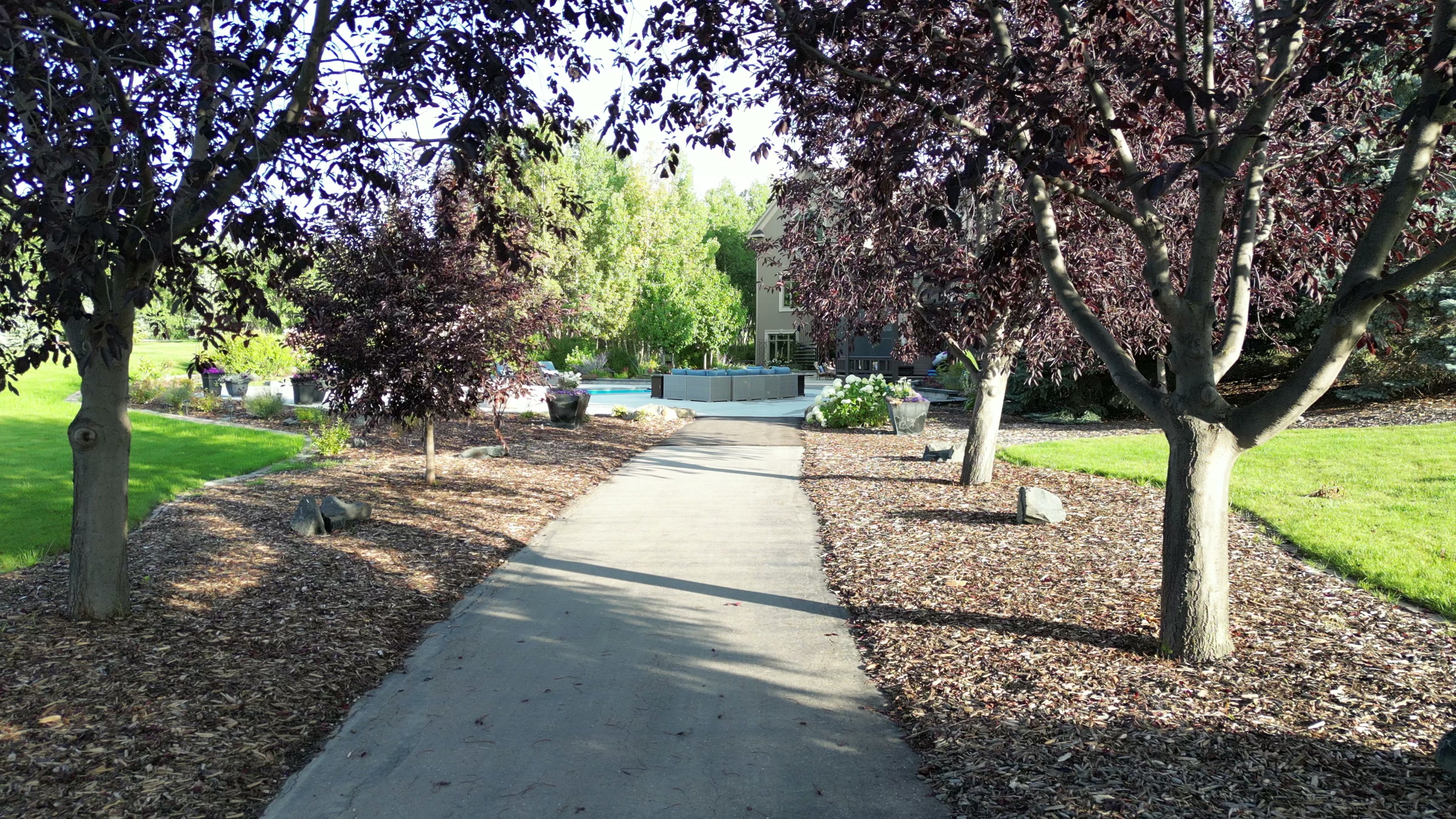A concrete garden path between mulched beds and plum trees, the pool at its end