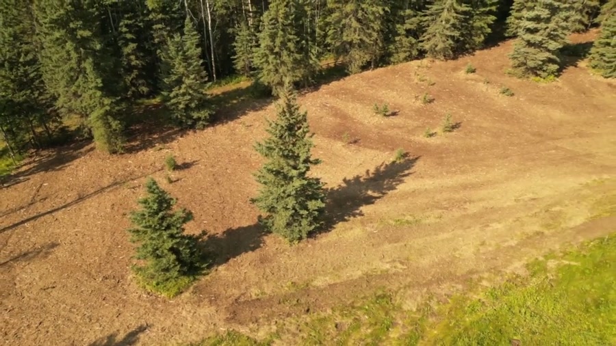 Freshly cleared ground between stands of spruce and poplar