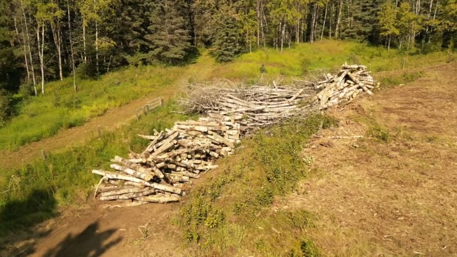 A pile of felled poplar logs at the edge of a cleared field, seen from above