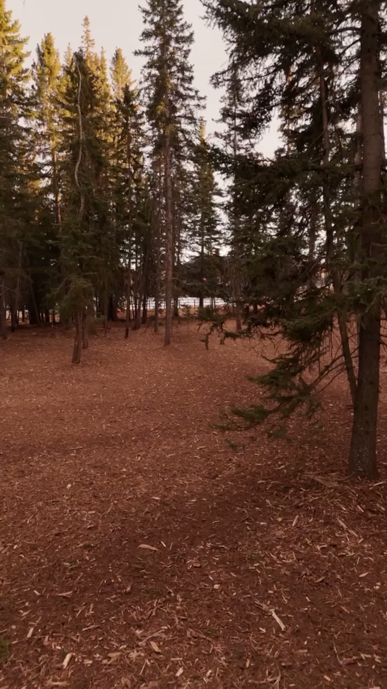 Low pass at head height between spruce trunks over a mulched forest floor on a Canmore acreage
