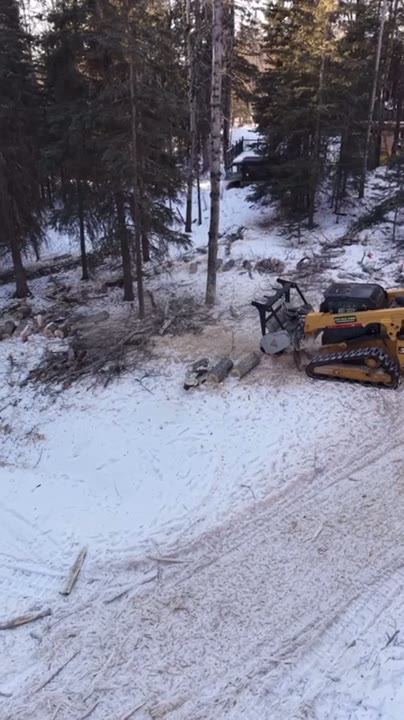 A cleared line through snowy pine forest, cut timber lying on the ground